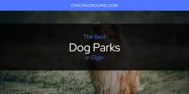The Absolute Best Dog Parks in Elgin  [Updated 2024]