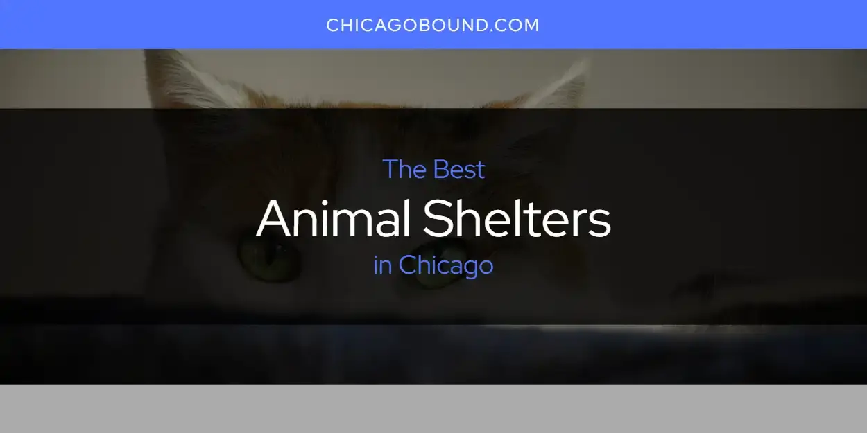The Absolute Best Animal Shelters in Chicago  [Updated 2023]