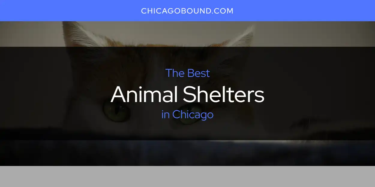 Best Animal Shelters in Chicago: Complete Guide (2026)