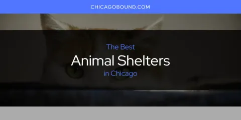 Best Animal Shelters in Chicago: Complete Guide
