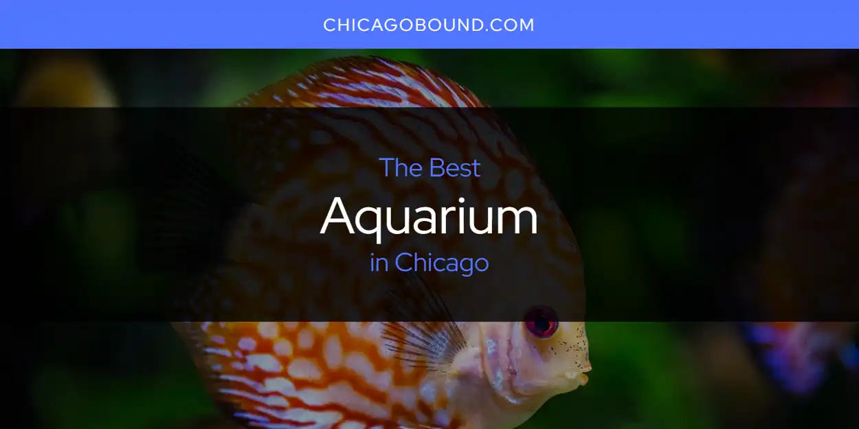 Best Aquarium in Chicago: 2026 Ultimate Guide