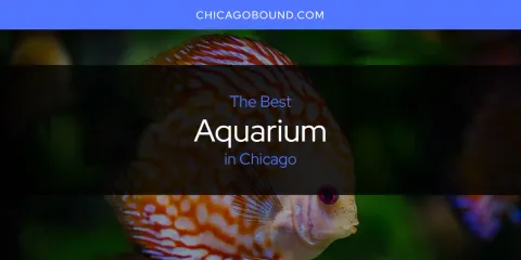 Best Aquarium in Chicago: Ultimate Guide