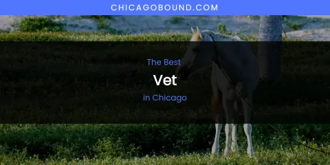 The Absolute Best Vet in Chicago